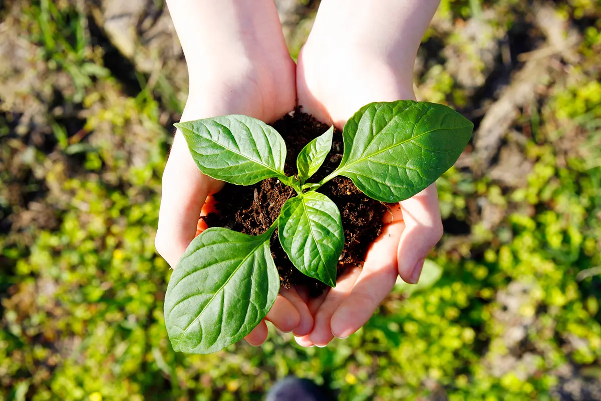 Environmental Declaration